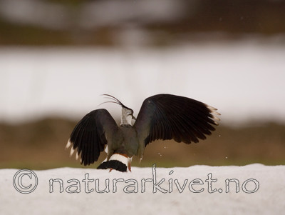 bb 06 0014 / Vanellus vanellus / Vipe